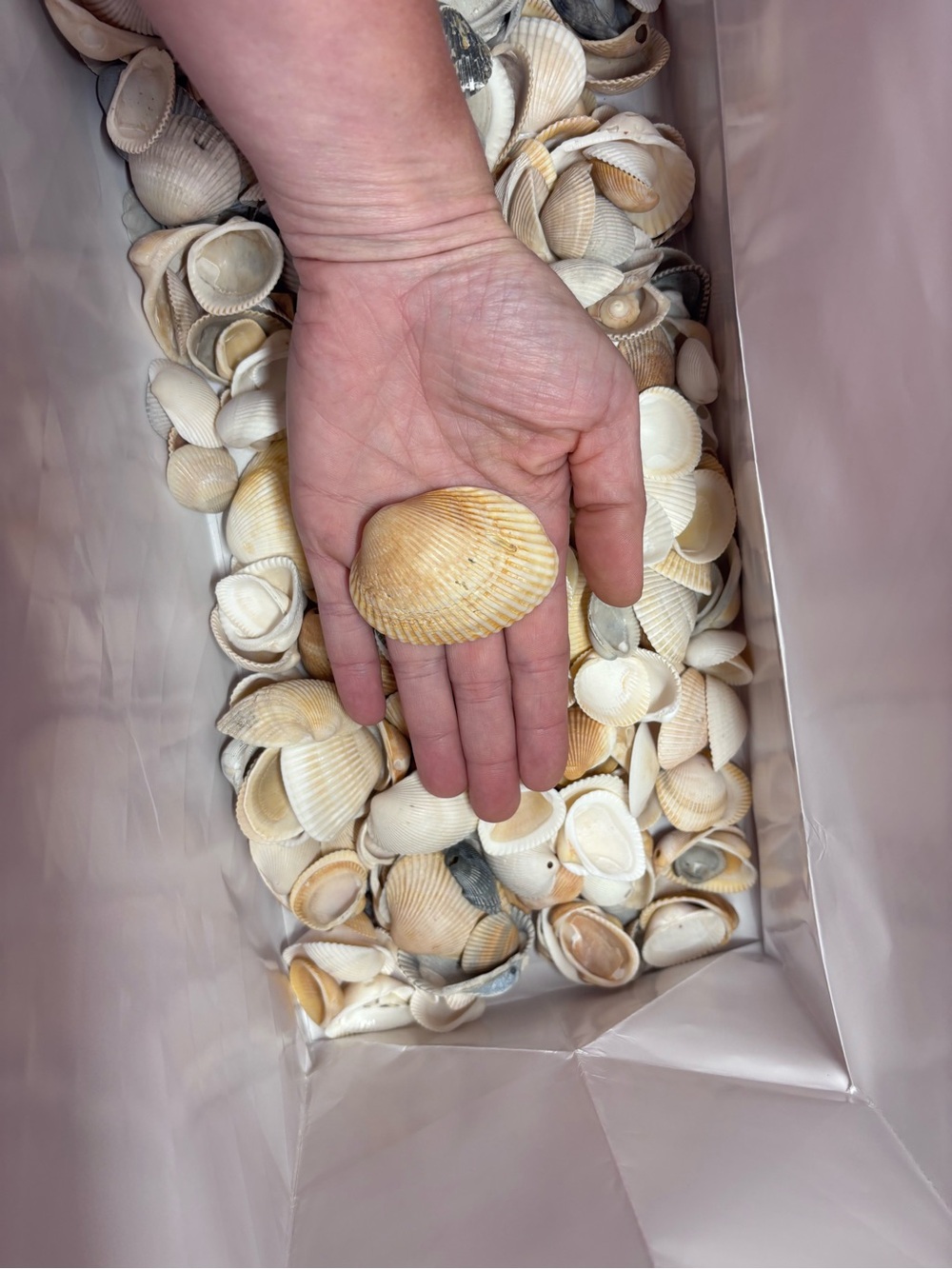 4 lbs Natural Mixed Seashell Collection - Neutral Tones home decor - Picture 3 of 8